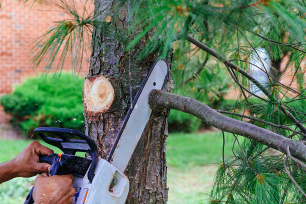 Professional Tree Removal and Landscaping Services in Indio, CA